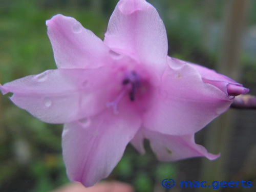 Dierama grandiflorum